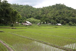 Rýžová pole na cestě k vodopádu | Thailand - Chiang Mai - Rafting, Sloni a tak - 9.8.2010